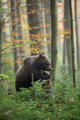 Sultry Plants - European Brown Bear searching for food by Wonderfulearth