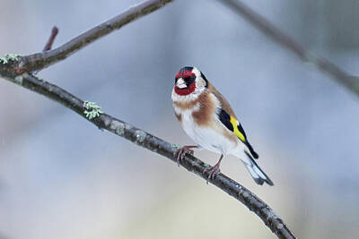 City Scenes - European Goldfinch with blue and yellow backgroud by Jouko Lehto