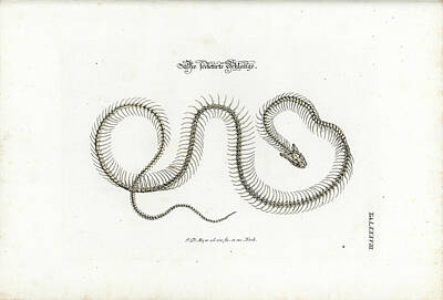 Reptiles Drawings Royalty Free Images - European Grass Snake Skeleton Royalty-Free Image by Johann Daniel Meyer