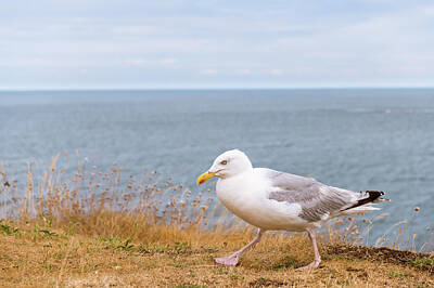 Civil War Art - European herring gull walking on the coast by Stefan Rotter