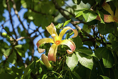 Modern Man Surf - Exotic Flowers - Blooming Ceiba Speciosa Silk Floss Tree by Georgia Mizuleva