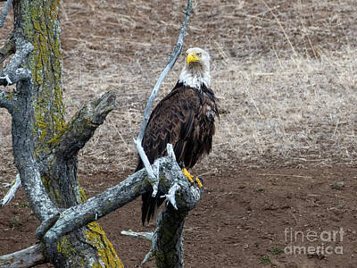 Birds Photo Rights Managed Images - Eyes of a Hunter Royalty-Free Image by Michael Dawson