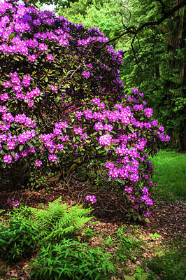Grace Kelly - Fairy Forest Of Blooming Rhododendrons 1 by Jenny Rainbow
