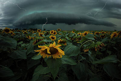Sunflowers Royalty-Free and Rights-Managed Images - Fear Inoculum  by Aaron J Groen