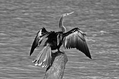 Landmarks Rights Managed Images - Female American Anhinga Royalty-Free Image by Marlin and Laura Hum