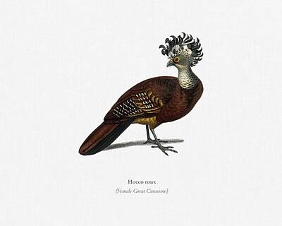 Stocktrek Images - Female great curassow Hocco roux illustrated by Charles Dessalines D Orbigny 1806-1876 3 by Celestial Images