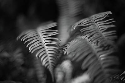 Sean Rights Managed Images - Ferns in Rain forest Royalty-Free Image by Kyle Lee