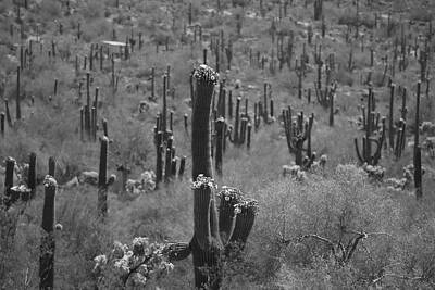Wild Weather - Field of Blooming Cacti by Eric Schmitz