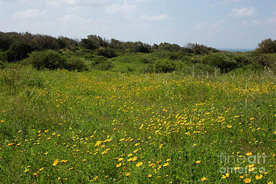 Abstract Animalia - Field of Israeli wildflowers h1 by Ami Siano