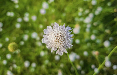 Sweet Tooth - Field scabious by PsychoShadow ART