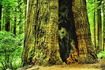 Colorful Button - Fire scars in old-growth tree trunk by Jeff Swan