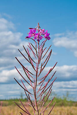 Irish Leprechauns - Fireweed - Almost to the Top by Cathy Mahnke