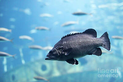 Animals Photos - Fish close-up underwater. by Michal Bednarek