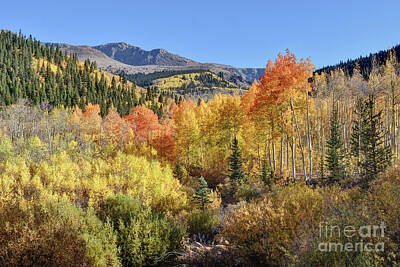 Arf Works - Flaming Aspen by Andrew Terrill