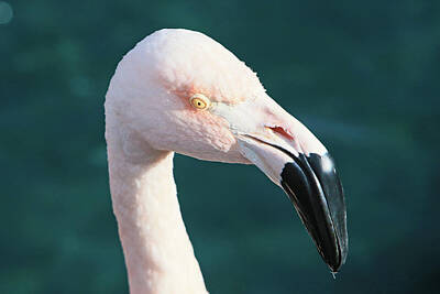 Olympic Sports Royalty Free Images - Flamingo 5 Royalty-Free Image by Shoal Hollingsworth