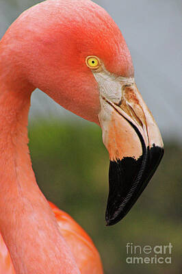 Red Roses - Flamingo by John Edwards
