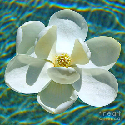 Studio Grafika Typography Royalty Free Images - Floating Magnolia Square Vibrant Aqua Royalty-Free Image by Carol Groenen