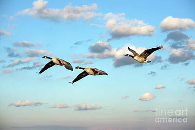 Modern Abstraction Pandagunda - Flock of Canada Geese Flying in the clouds near sunset by Patrick Wolf