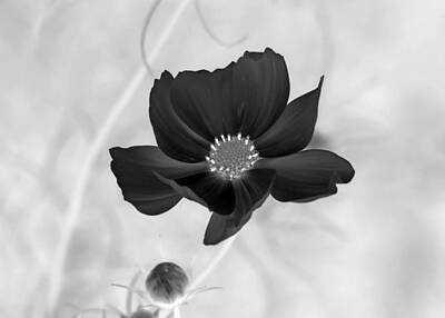Light Abstractions - Flower Art Black and White by Marlin and Laura Hum