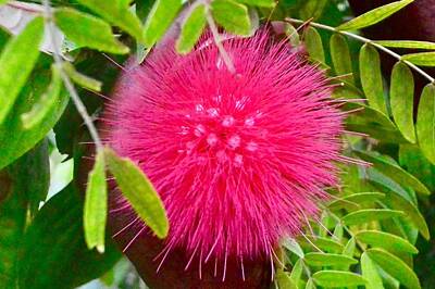 Vintage Diner Rights Managed Images - Flower Study Calliandra Royalty-Free Image by Dan Callaway