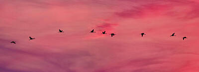 Jouko Lehto Royalty-Free and Rights-Managed Images - Flying cranes panorama by Jouko Lehto