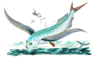 Animals Drawings - Flying Fish by David Letts