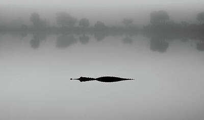 Reptiles Royalty Free Images - Fog Gator Royalty-Free Image by Joey Waves
