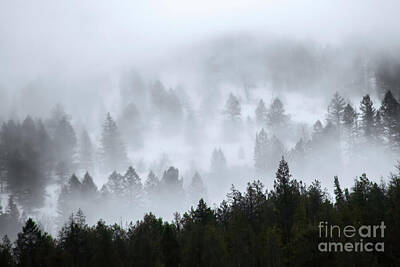 Mountain Photos - Foggy Trees by Priscilla Burgers