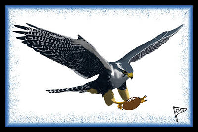 Football Digital Art - Football Falcon Blue by College Mascot Designs