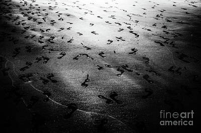 Red Foxes - Footprints in the Sand by M G Whittingham
