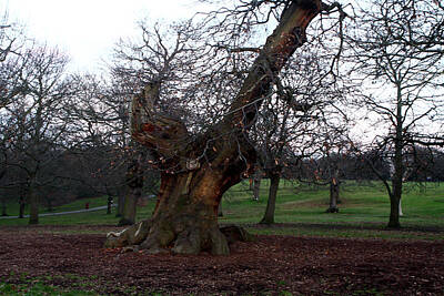 Maps Rights Managed Images - Four Hundred Year Old Sweet Chestnut Tree In Greenwich Park Royalty-Free Image by Aidan Moran