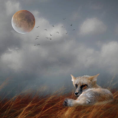Mammals Photos - Fox in Moonlight Square by Rebecca Cozart