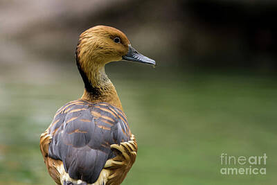 Birds Photo Rights Managed Images - Fulvous Whistling Duck Royalty-Free Image by Nando Lardi
