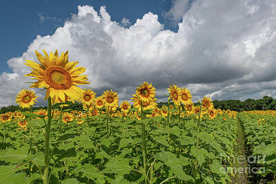 Sunflowers Royalty Free Images - Garden Sunshine Royalty-Free Image by Dale Powell