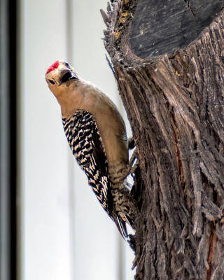 Mark Myhaver Royalty Free Images - Gila Woodpecker v1947 Royalty-Free Image by Mark Myhaver