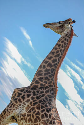 Studio Grafika Typography Royalty Free Images - Giraffe a4 Royalty-Free Image by Amir Paz