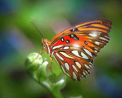 Mark Andrew Thomas Royalty Free Images - Glowing Butterfly Royalty-Free Image by Mark Andrew Thomas