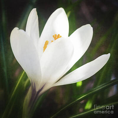 Traditional Bells Rights Managed Images - Glowing White Crocus Royalty-Free Image by Anita Pollak