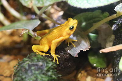 Civil War Art - Golden Dart Frog by Dwight Cook