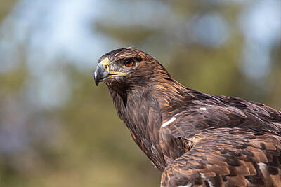 Vintage Camera - Golden Eagle Keeping Watch for Prey by Tony Hake