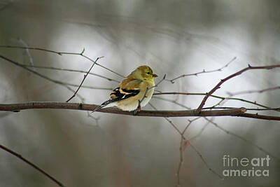Rustic Cabin - Goldfinch on Winter Branch by Karen Adams