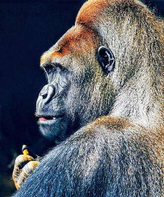 Animals Royalty-Free and Rights-Managed Images - Gorilla portrait  by Bruce Matczak