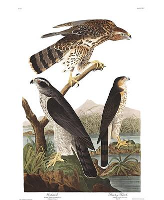 Sports Paintings - Goshawk and Stanley Hawk by John Audubon by Celestial Images