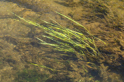 Colorful Fish Xrays - Grass In Creek 1 by John Brueske