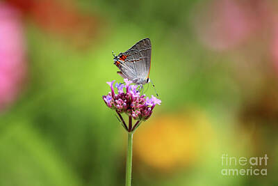 World War 2 Action Photography - Gray Hairstreak Butterfly in Summer by Karen Adams