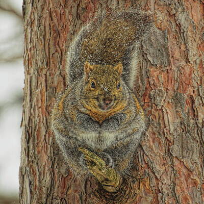 Abstract Rectangle Patterns - Gray Squirrel Portrait by Dale Kauzlaric