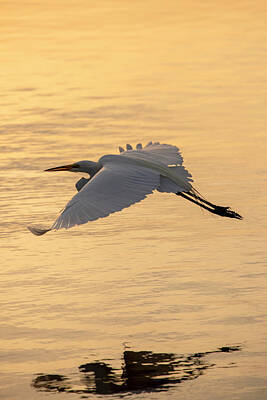 Animals And Earth Rights Managed Images - Great Egret Royalty-Free Image by David Stasiak
