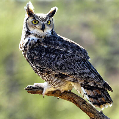 Mammals Photos - Great Horned Owl by Mitch Cat