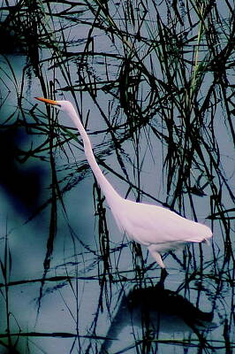 Beach House Signs - Great White Egret by Charles Shedd