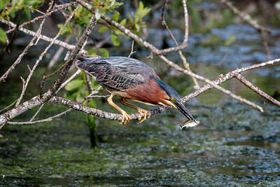 Popsicle Art - Green Heron Minisnack by Wes and Dotty Weber